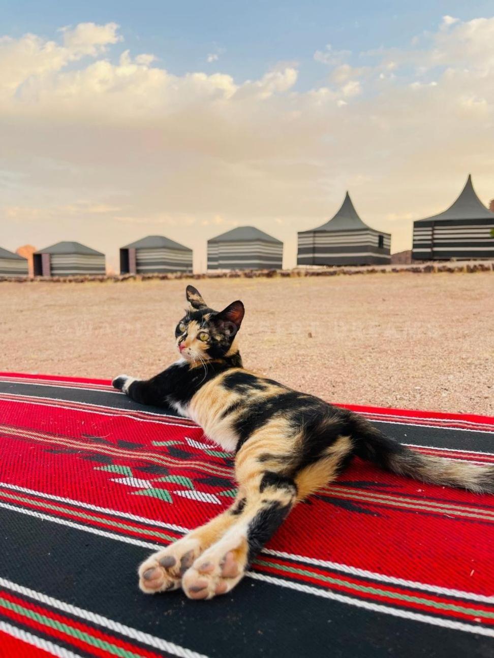 Wadi Rum Desert Nights Hotel Exterior photo